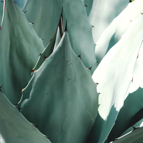 Aloe Vera: A Love Story